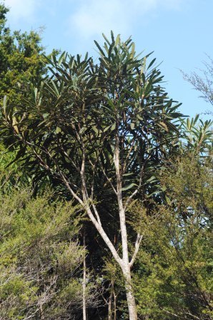 Lancewood Tangihua