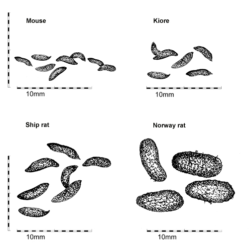 Rats In Forest Conservation Norway Ship Rats Northland