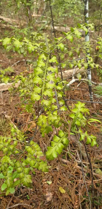 Tanekaha Tree | Phyllocladus trichomanoides in Tangihua Forest